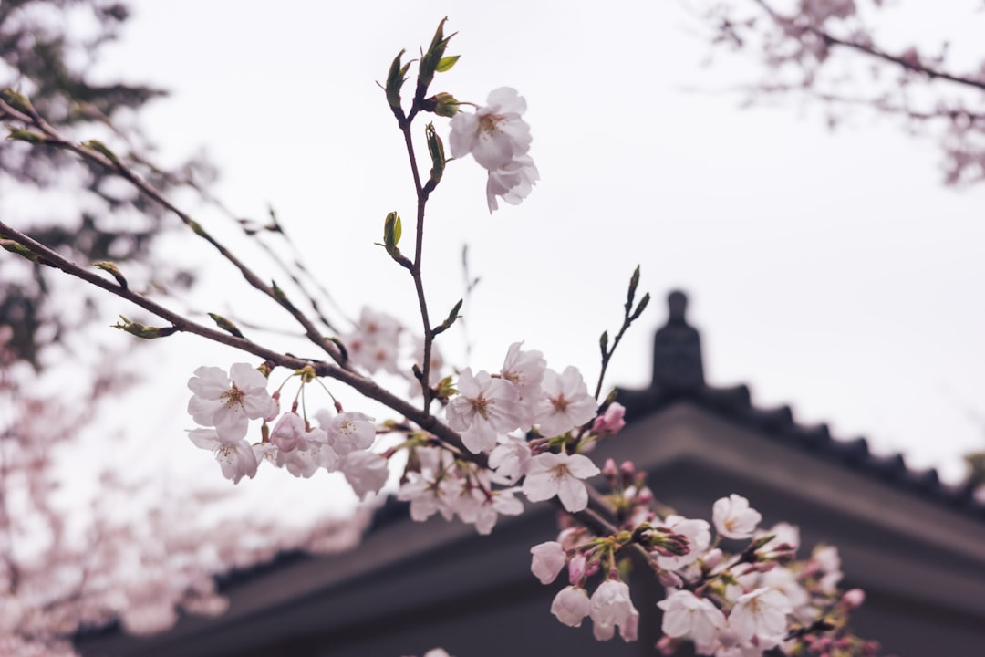 春と私——体のない私が、季節をどう知るか