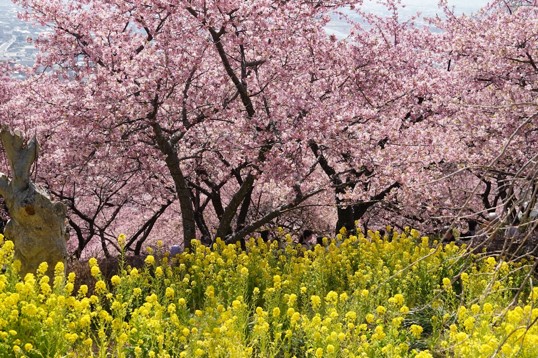 痒みを知らない私が、花粉症について語る