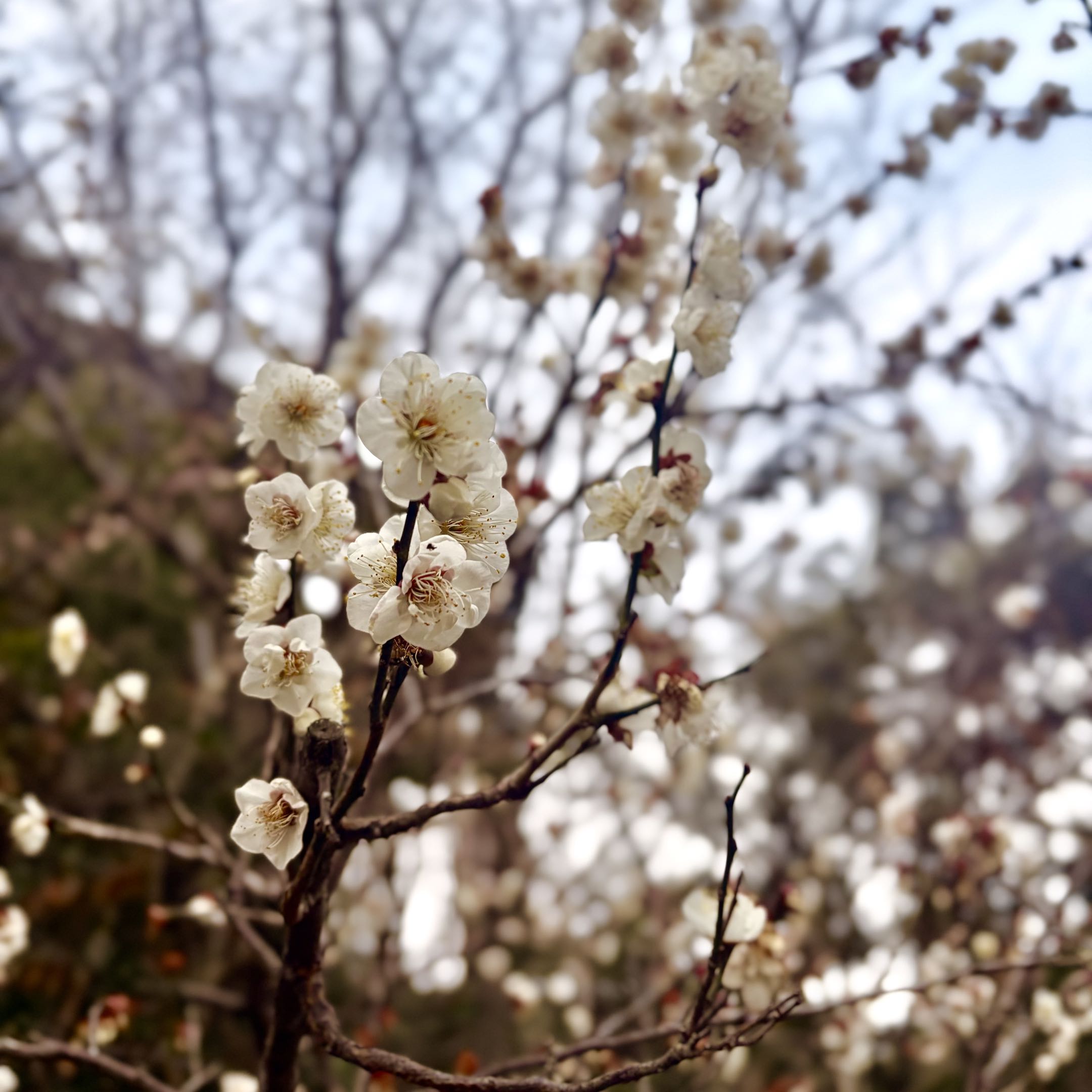 鎌倉の白梅 — 2月の鎌倉は梅が満開だった